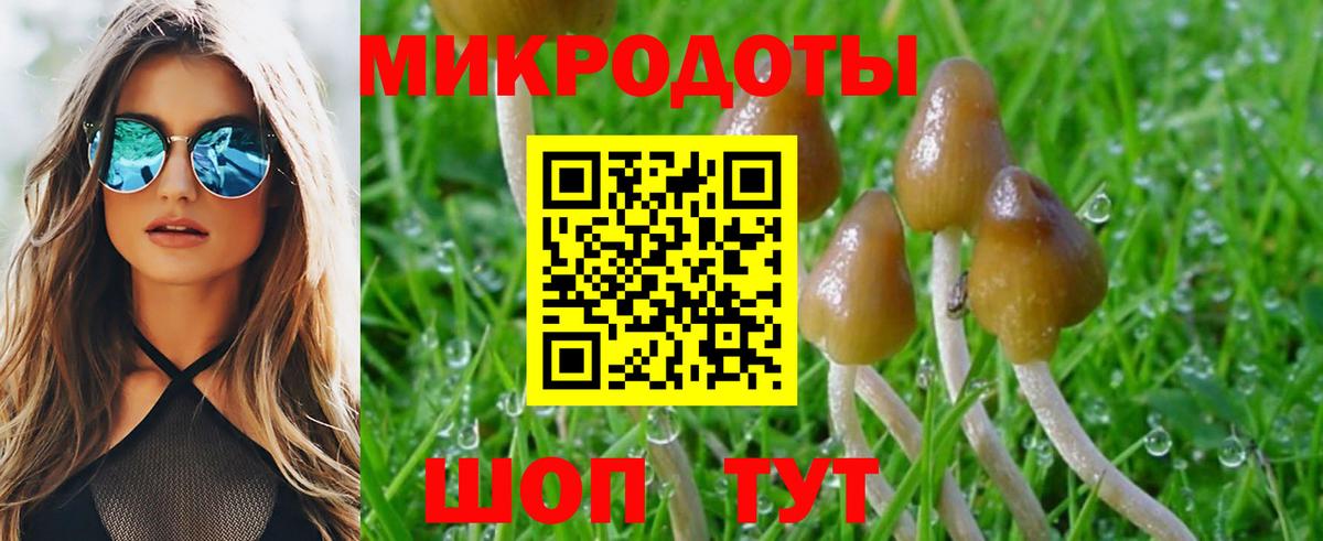Псилоцибиновые грибы Psilocybe Клинцы